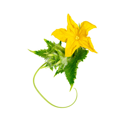 Cucumber flower with leaf isolated on white background.