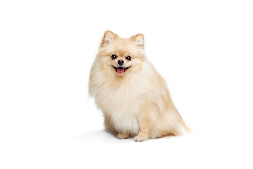 Friendly companion. One beautiful fluffy pomeranian spitz posing isolated on white background. Concept of breed domestic animal. health care, vet. Doggy looks happy, groomed. Copy space for ad
