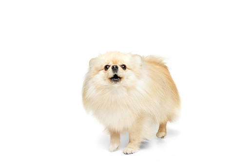 Friendly companion. One beautiful fluffy pomeranian spitz posing isolated on white background. Concept of breed domestic animal. health care, vet. Doggy looks happy, groomed. Copy space for ad