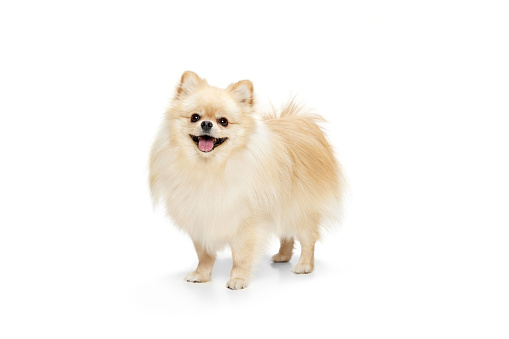 Friendly companion. One beautiful fluffy pomeranian spitz looking up isolated on white background. Concept of breed domestic animal. health care, vet. Doggy looks happy, groomed. Copy space for ad