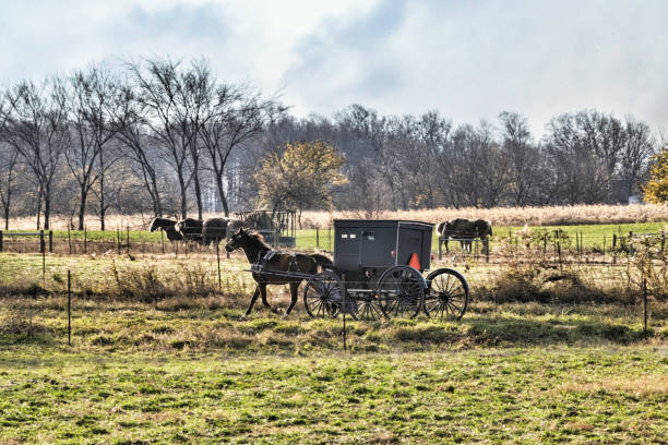 istock Amish Buggy across farm field 1441683223
