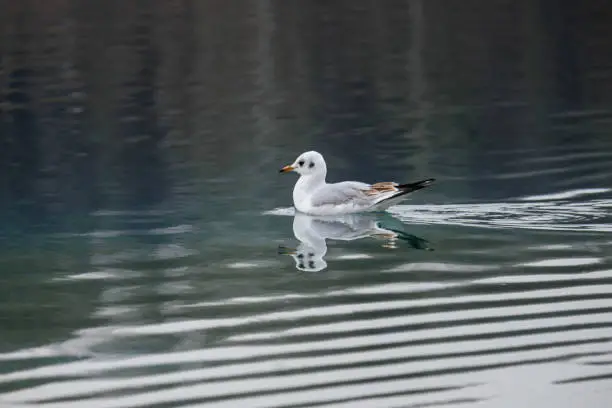 A small, wild seagull swims on the Karlsfelder lake near Dachau in Bavaria.