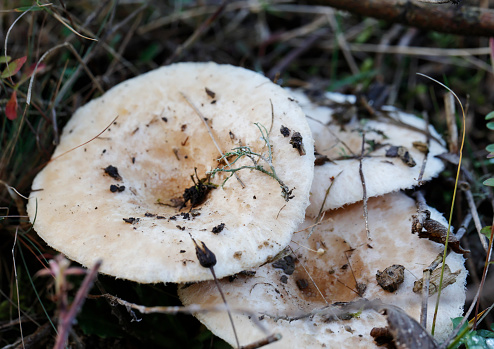 Lactarius pubescens, commonly known as the downy milk cap, is a species of fungus in the family Russulaceae. It is a medium to large agaric with a creamy-buff, hairy cap, whitish gills and short stout stem. The fungus has a cosmopolitan distribution, and grows solitarily or in scattered groups on sandy soil under or near birch. \nDescription:\nThe cap is 2.5–10 cm wide, obtuse to convex, becoming broadly convex with a depressed center. The margin (cap edge) is rolled inward and bearded with coarse white hairs when young. The cap surface is dry and fibrillose except for the center, which is sticky and smooth when fresh, azonate, white to cream, becoming reddish-orange to vinaceous (red wine-colored) on the disc with age. The gills are attached to slightly decurrent, crowded, seldom forked, whitish to pale yellow with pinkish tinges, slowly staining brownish ochraceous when bruised. The stem is 2–6.5 cm long, 6–13 mm thick, nearly equal or tapered downward, silky, becoming hollow with age, whitish when young, becoming ochraceous from the base up when older, apex usually tinged pinkish, often with a white basal mycelium. The flesh is firm, white; odor faintly like geraniums or sometimes pungent, taste acrid. The latex is white upon exposure, unchanging, not staining tissues, taste acrid. The spore print is cream with a pinkish tint. The edibility of Lactarius pubescens has been described as unknown, poisonous, and even edible.\nEdibility: Ambiguous and controversial. In Russia is consumed after prolonged boiling followed by a marinating process. However it is reported to have caused gastro-intestinal upsets. Therefore, its consumption should not be recommended and this species considered toxic (source Wikipedia).