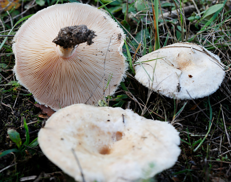 A blue mushroom in Lake Matheson