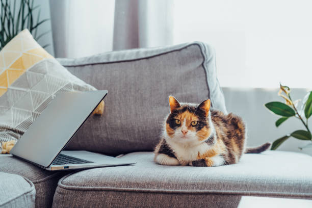 istock Multicolor cat pet relaxing on the gray couch with open laptop in modern scandinavian interior with green plants. Cozy workspace. Remote work at home. Online education. Selective focus. Copy space. 1441685357