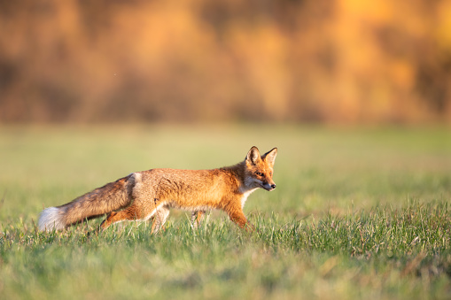 Fox (Vulpes vulpes) in winter scenery, Poland Europe, animal walking snow meadow in amazing warm light