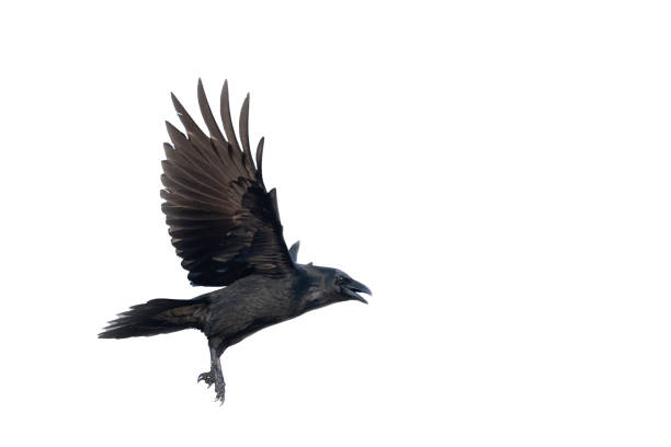 istock Birds - Common Raven Corvus corax isolated on white background 1441686754