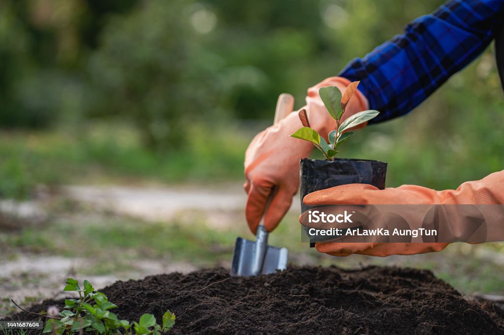 Human hand planting a light green tree save the earth and the concept of world environment day caring for nature and preserving the earth reducing global warming world environment day Beginnings Stock Photo
