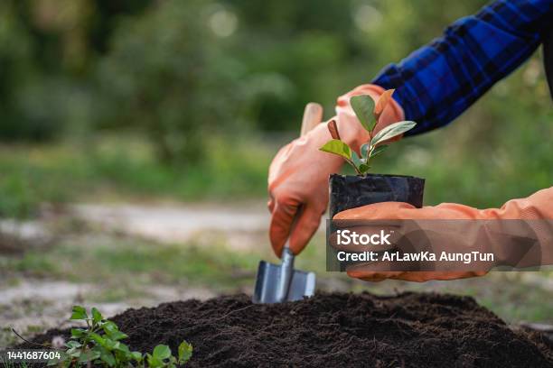 Human Hand Planting A Light Green Tree Save The Earth And The Concept Of World Environment Day Caring For Nature And Preserving The Earth Reducing Global Warming World Environment Day Stock Photo - Download Image Now