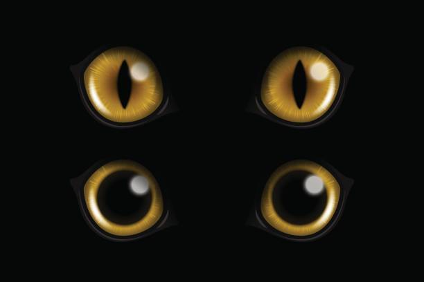 vector 3d realistische gelbe runde leuchtende katzenaugen eines schwarzen katzensets. katzenlook in der dunkelschwarzen hintergrund-nahaufnahme. leuchtende katzen- oder pantheraugen - yellow eyes stock-grafiken, -clipart, -cartoons und -symbole