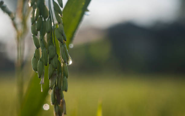 Fondo de cultivo de arroz - foto de stock