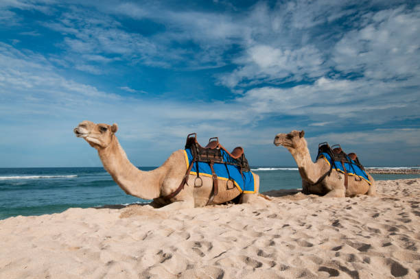 Fondo de camello y playa - foto de stock