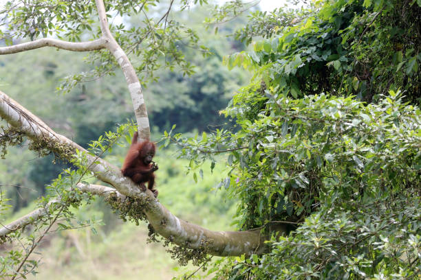 나무에 아기를 안고 있는 오랑우탄 어머니. - young animal orangutan mother ape 뉴스 사진 이미지
