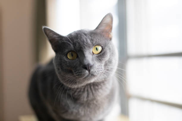 close up Thai Korat resting near window close up Thai Korat blue cat resting near window Korat stock pictures, royalty-free photos & images