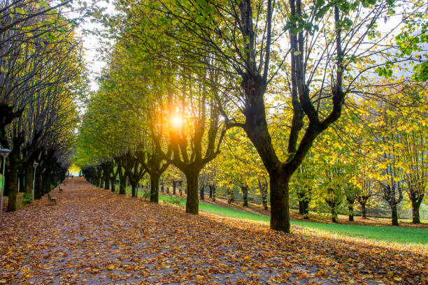 istock Avenue lined with colorful leaves 1441689427