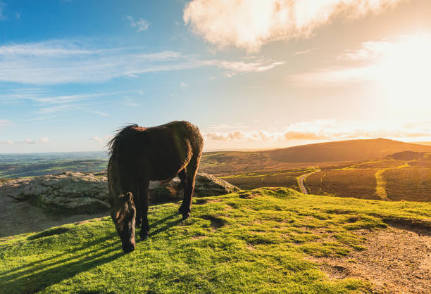 istock Dartmoor Pony with Dartmoor in the background 1441689842