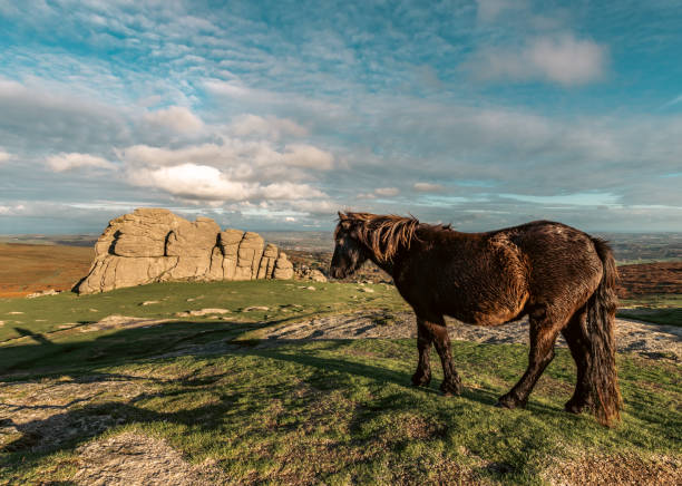 istock Dartmoor Pony at Haytor in Devon 1441689843
