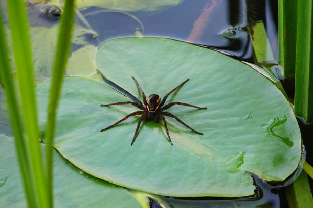 Large water spider Dolomedes plantarius, close-up in a natural environment. Raft spider.