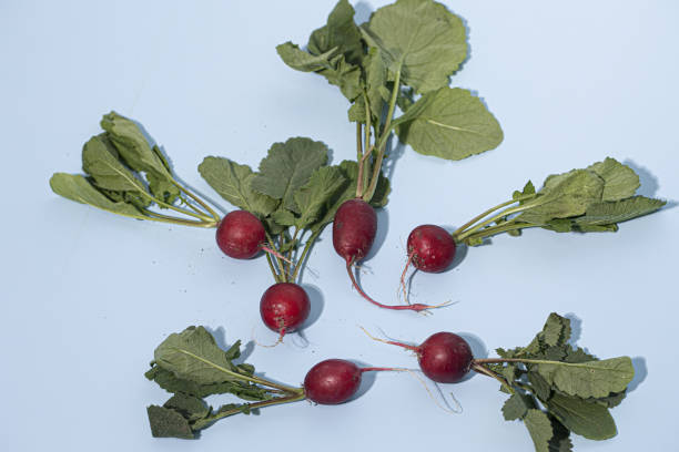 istock Fresh red radish isolated on blue background 1441691437