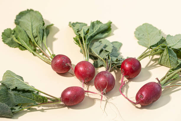 istock Fresh red radish isolated on beige background 1441691455