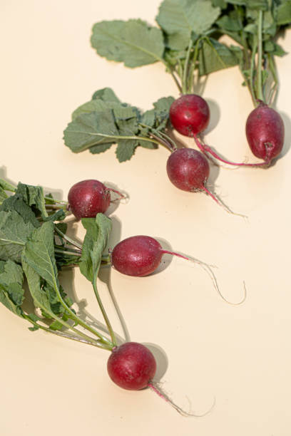 istock Fresh red radish isolated on beige background 1441691474