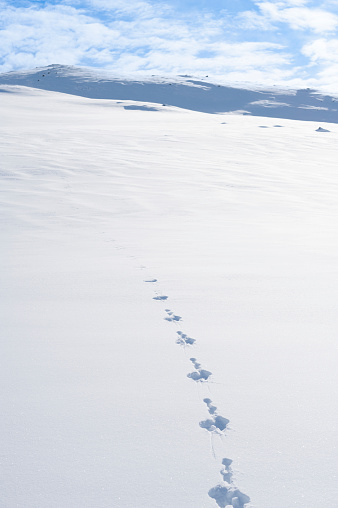 Rabbit tracks in the snow in the Jotunheimen mountains (Jotunheimen National Park) in Norway. In the distance the tracks has been blown away.