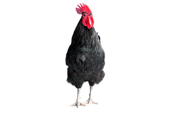 istock Isolated Black Australorp on white background. Six months old. 1441692458