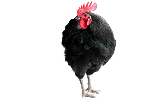 istock Isolated Black Australorp on white background. Six months old. 1441692490