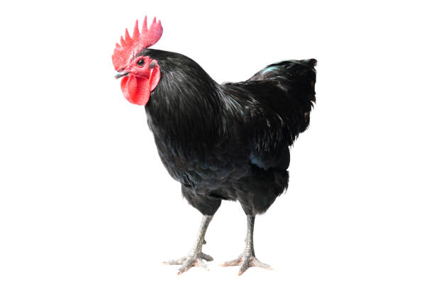 istock Isolated Black Australorp on white background. Six months old. 1441692658