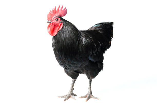 istock Isolated Black Australorp on white background. Six months old. 1441692711