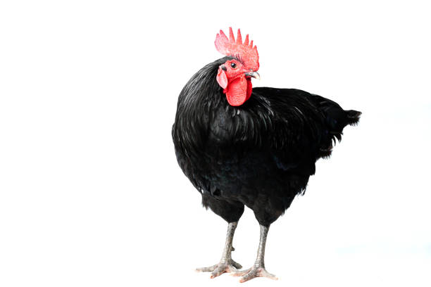 Isolated Black Australorp on white background. Six months old.