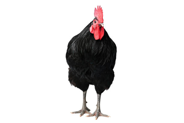 istock Isolated Black Australorp on white background. Six months old. 1441692792
