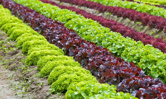 Agriculture in the field with growing green and red organic lettuce