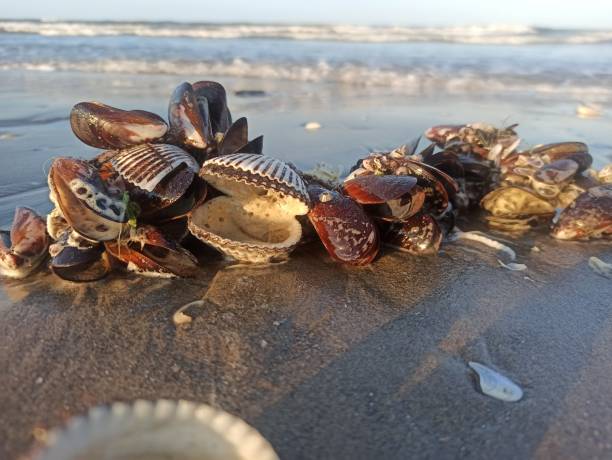 istock beach sand and Coral reefs 1441693664