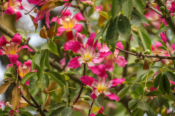 Ceiba speciosa, the floss silk tree (formerly Chorisia speciosa), is a species of deciduous tree native to the tropical and subtropical forests of South America.