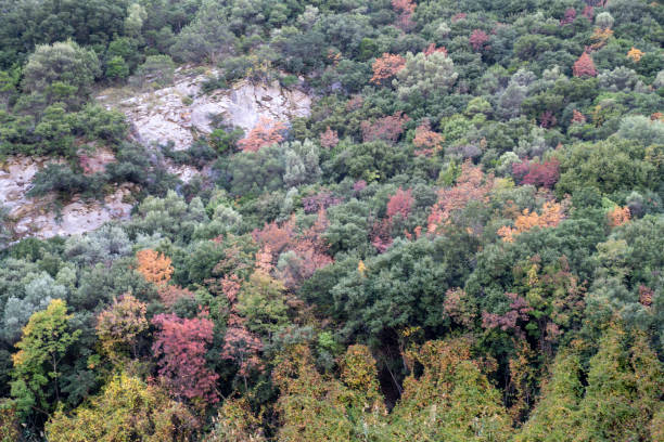 istock Autumn colors by the river 1441694479