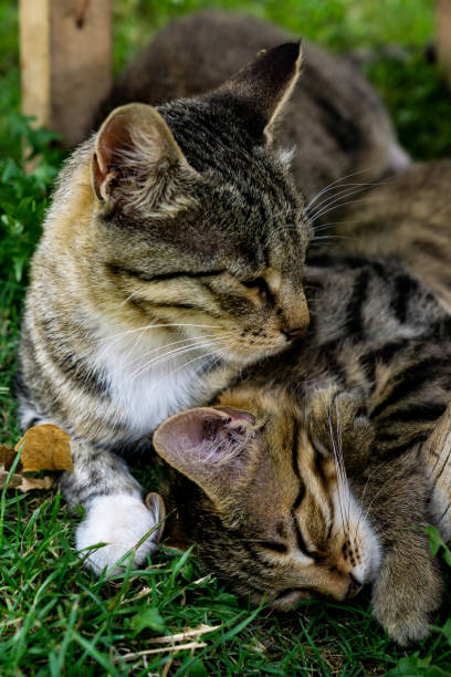 istock A group of cats sleeping in the grass 1441694560