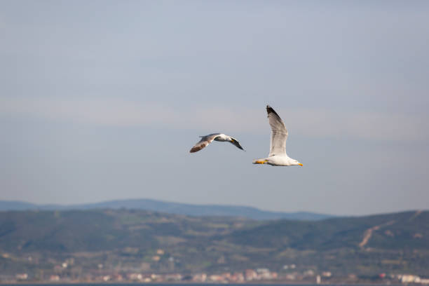 istock Two seagulls flying over the sea 1441694604