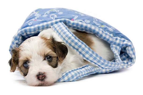 istock Cute lying havanese puppy in a basket 144169561