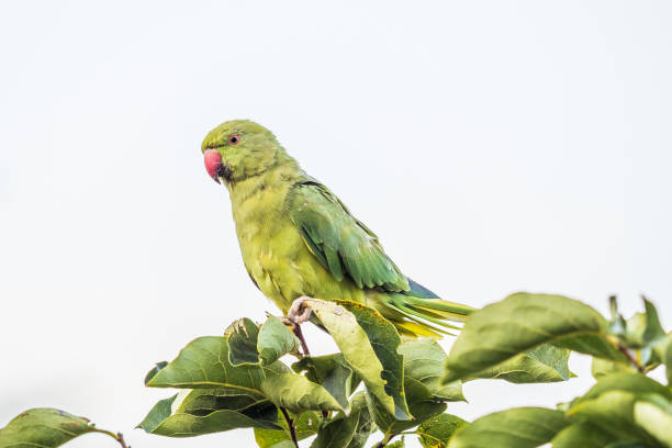 istock Wild parrots in the park at Pincio Hill at Rome 1441696556