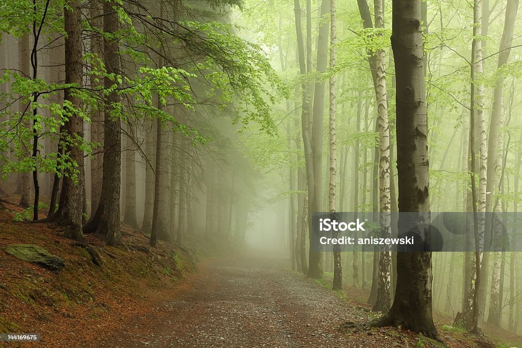 Frühling Wald im Nebel - Lizenzfrei Polen Stock-Foto