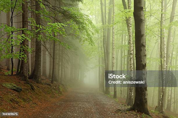 Frühling Wald Im Nebel Stockfoto und mehr Bilder von Polen - Polen, Wald, Abenteuer