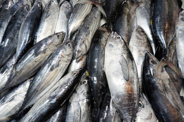 istock Fresh mackerel tuna in fish market. 1441696805