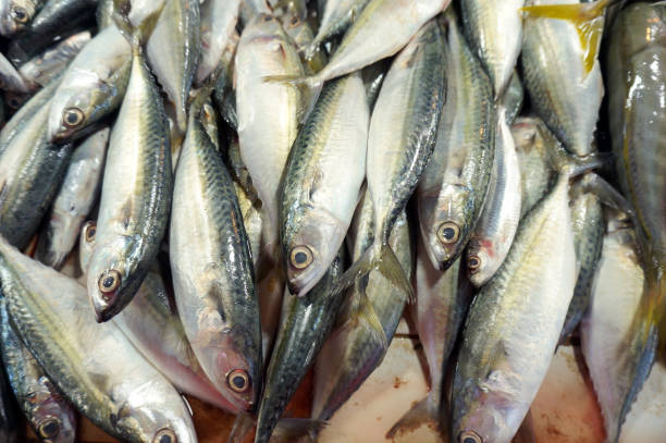 Mackerel or Kembung (Indonesia),this fish has a higher nutritional content and a more affordable price than salmon. Mackerel or Kembung (Indonesia),this fish has a higher nutritional content and a more affordable price than salmon. karman stock pictures, royalty-free photos & images