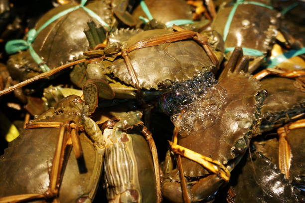 istock Closeup and Selective Focus of Giant Mud Crabs (Scylla serrata) also known as green Crab, 1441696824