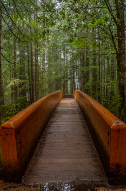istock Redwood Bridge in Redwood Parks 1441696959