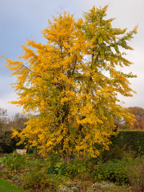 istock Fossil Tree in Autumn Colours at Arley Hall, Arley, Cheshire, UK 1441698424