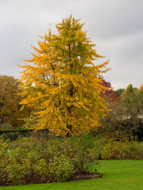 istock Fossil Tree in Autumn Colours at Arley Hall, Arley, Cheshire, UK 1441698475