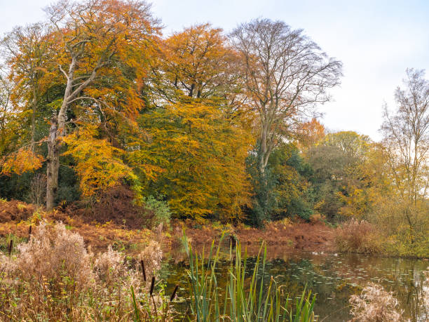 istock Autumn coloured trees around the lake at Arley, Cheshire, UK 1441699290