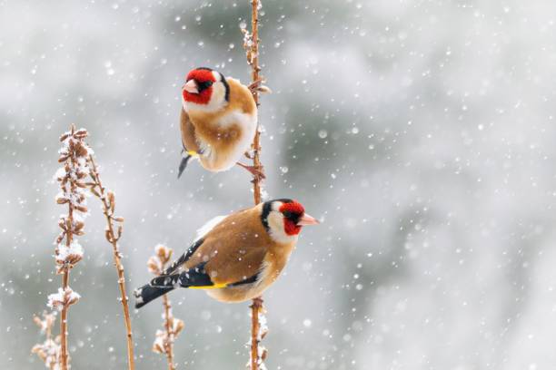 beau paysage hivernal avec des oiseaux européens perchés sur la branche dans une forte chute de neige - chardonneret élégant photos et images de collection